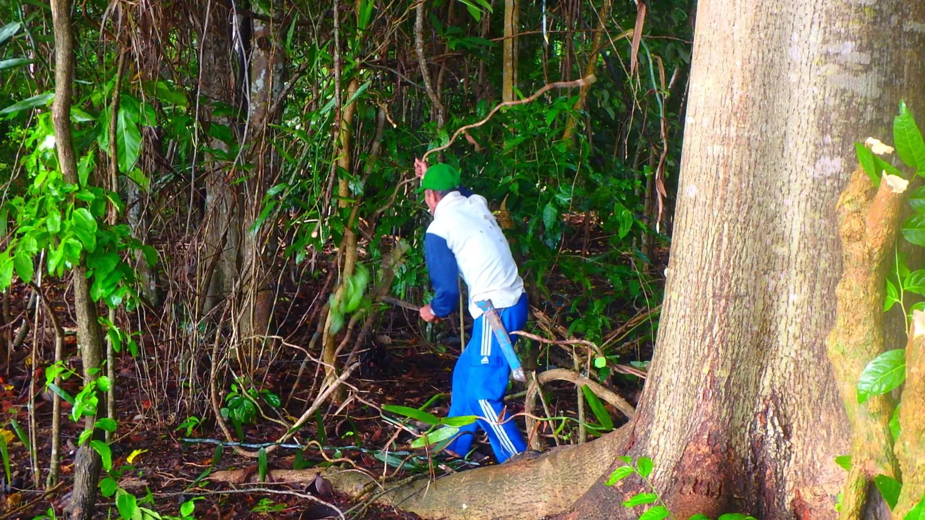 Début des travaux dans la jungle
