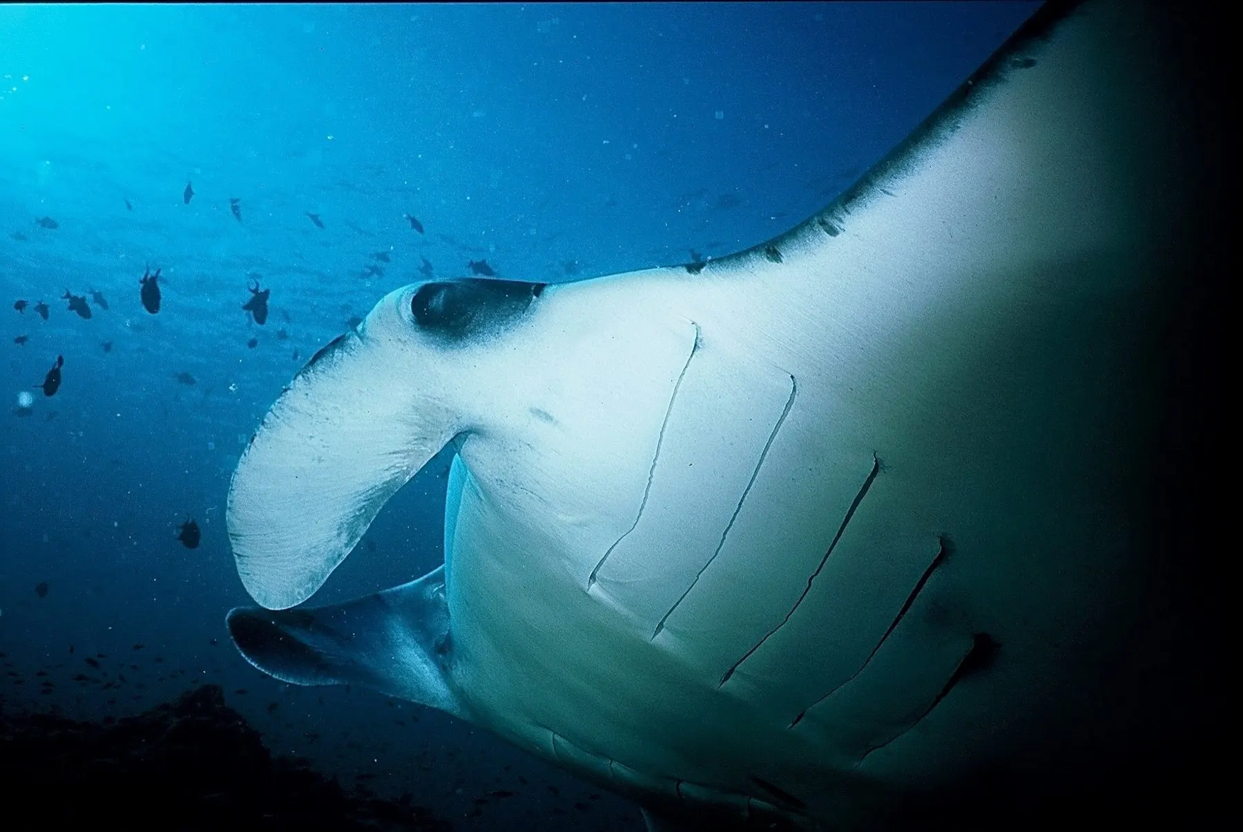 Raie manta croisée en plongée à Selayar