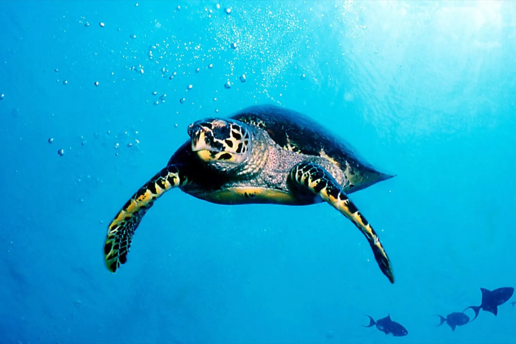 Tortue croisée en plongée sur le récif