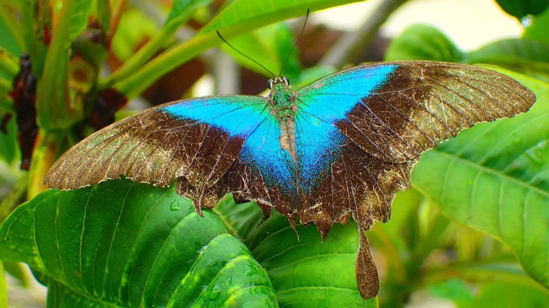 Papillon bleu de la jungle de Selayar