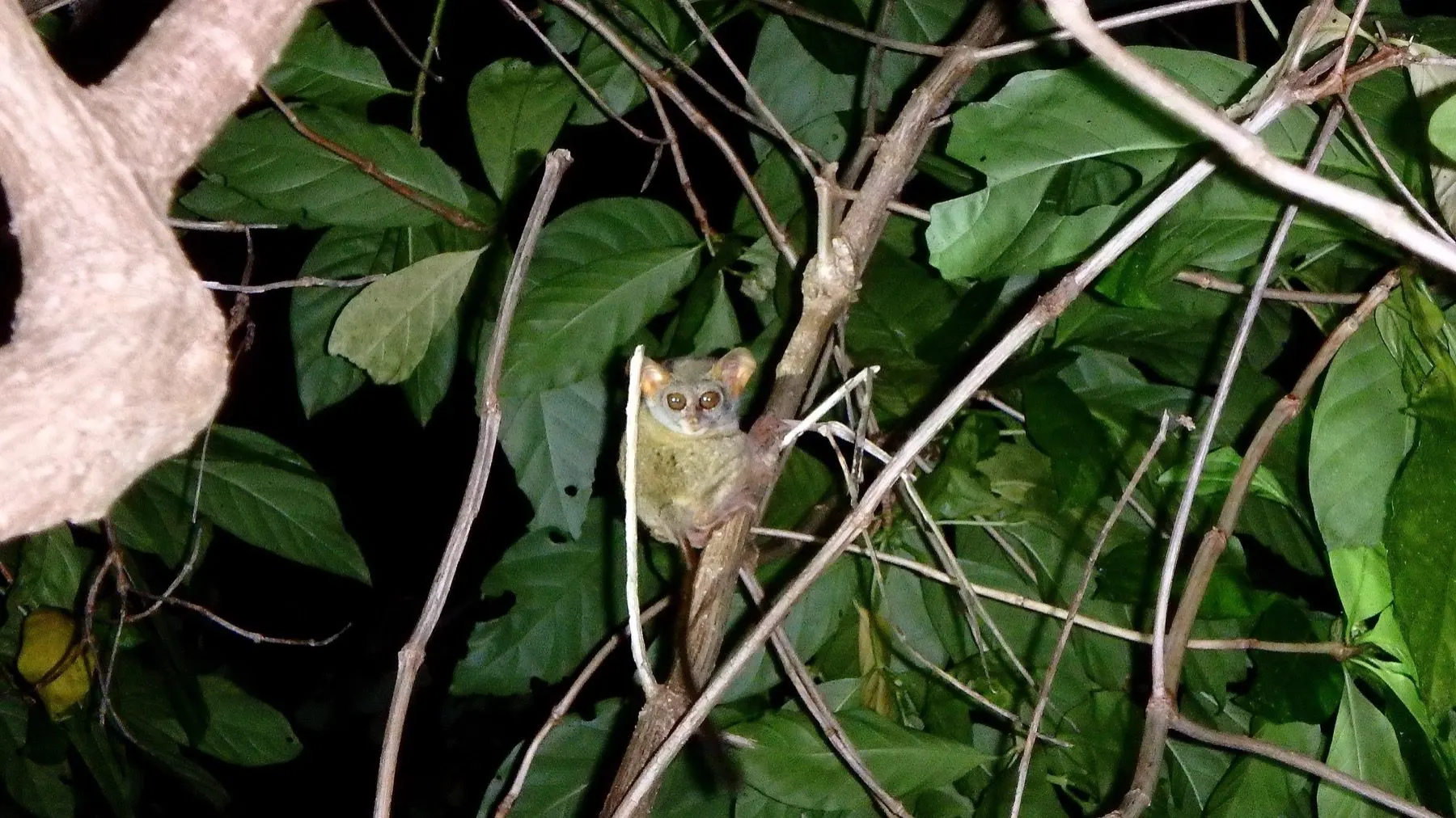 Tarsius, le plus petit primate du monde, endémique de la région