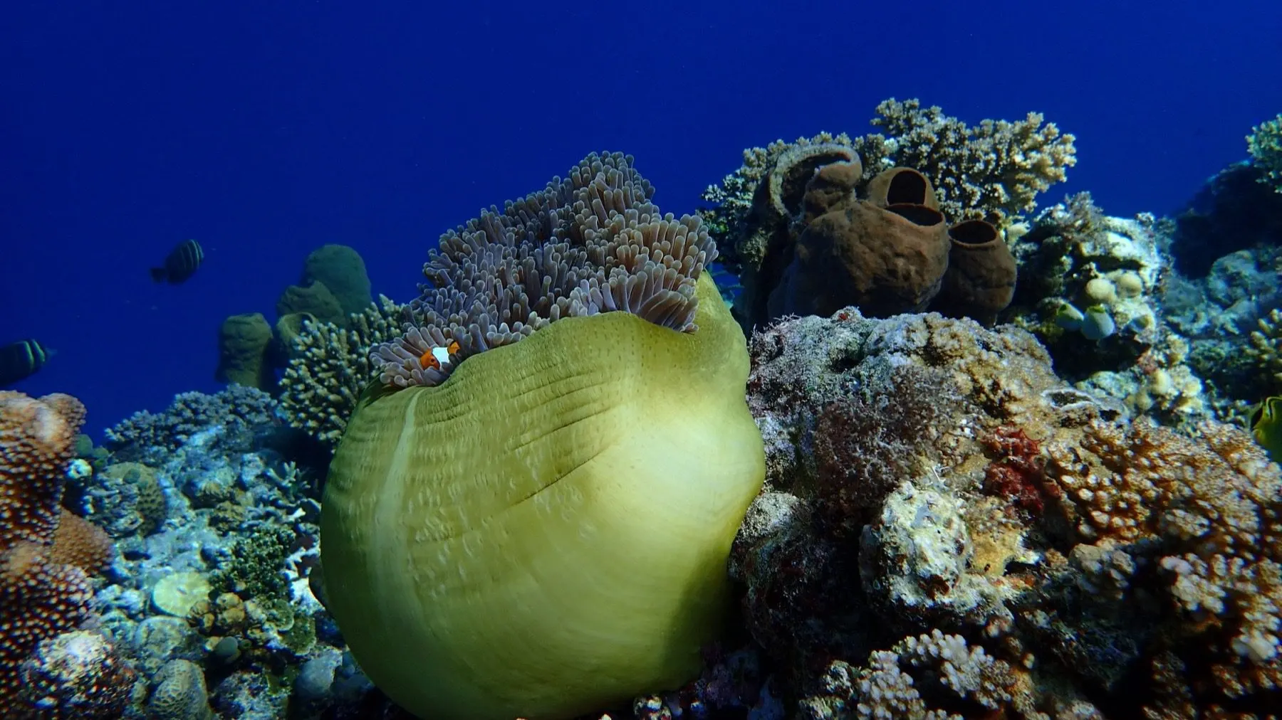 Poisson clown dans son anémone