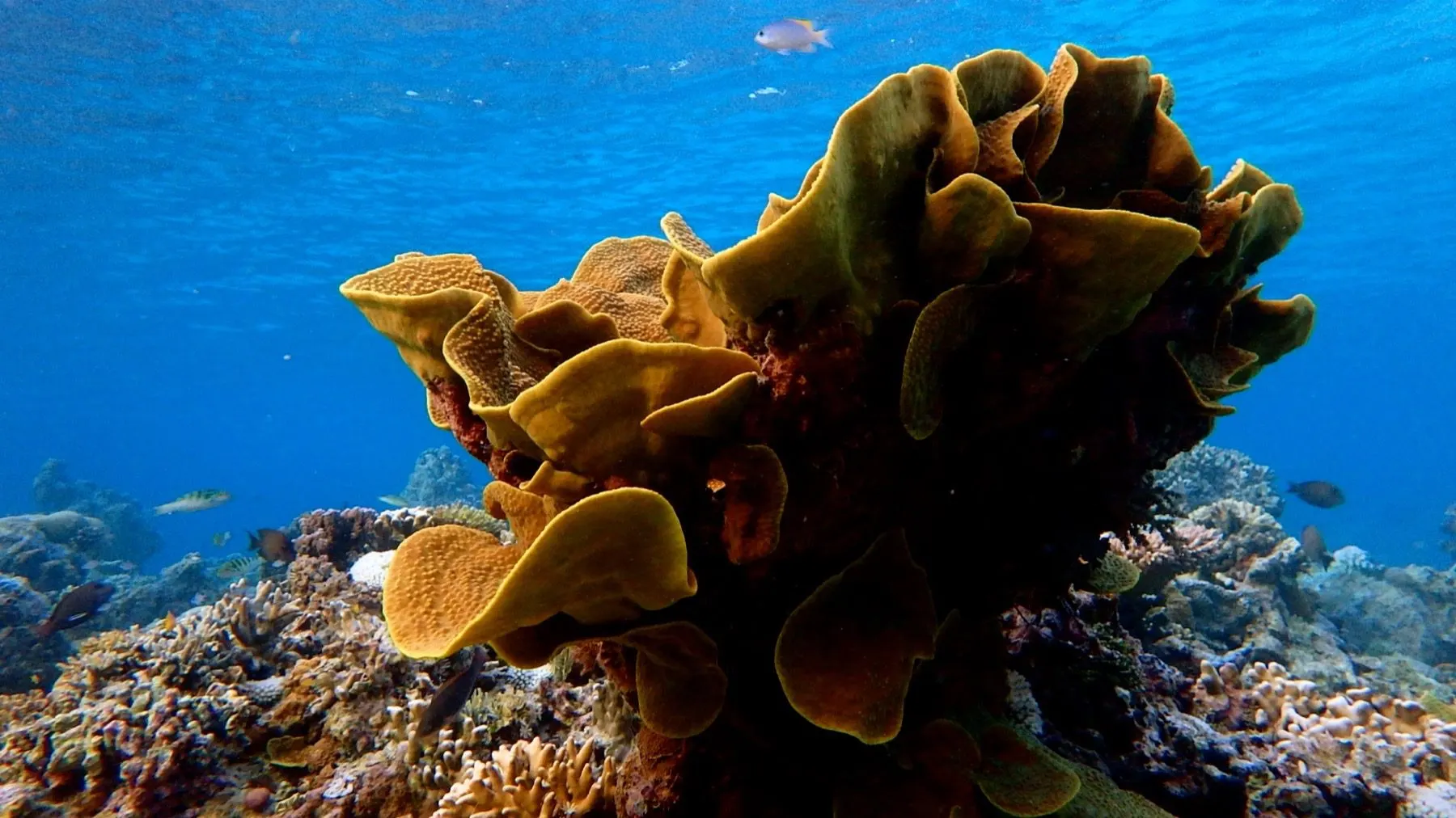 Snorkeling au-dessus du jardin corallien de Selayar