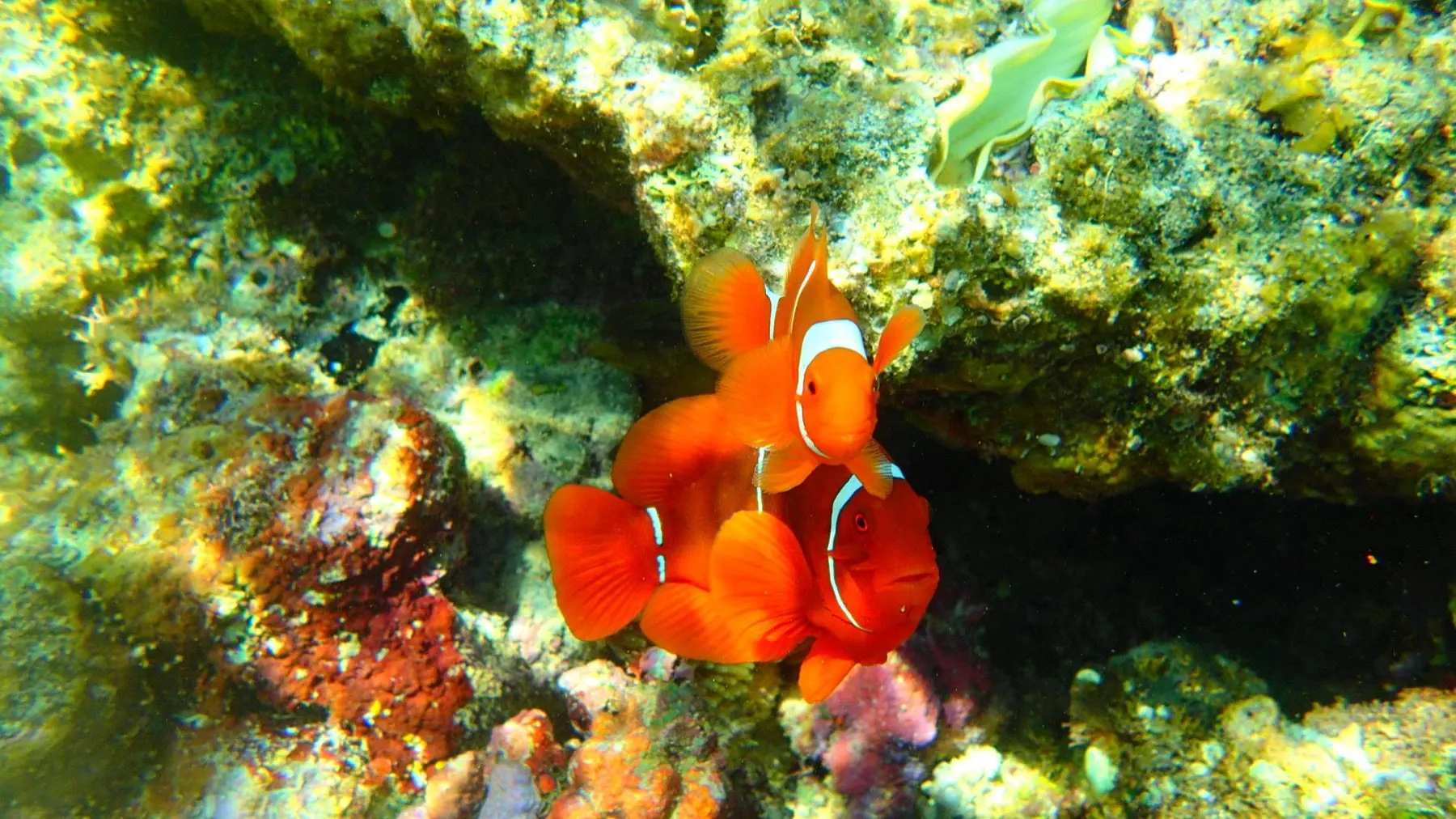 Snorkeling au-dessus du jardin corallien, poissons clowns dans les anémones