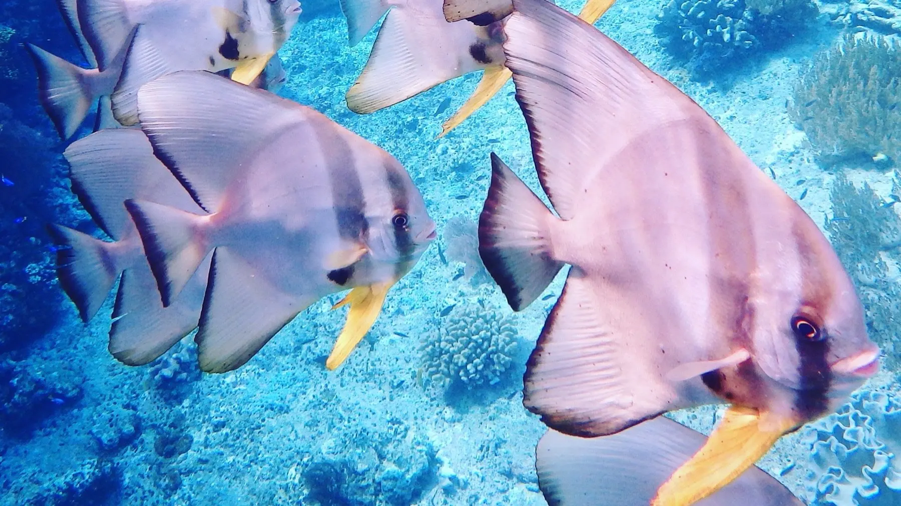 Snorkeling au milieu des bancs de poissons du lagon